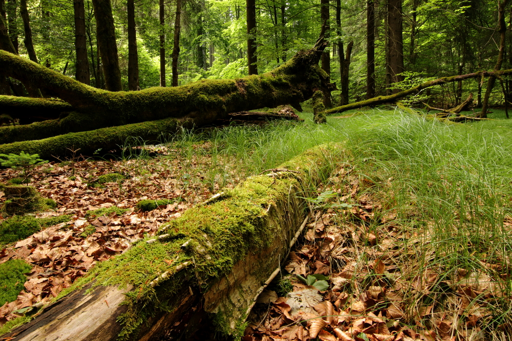 Die Magie des Waldes: Eine Reise durch das Biosphärenreservat Vessertal